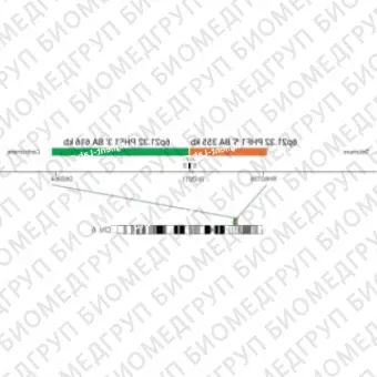 ДЛЯ КЛИЕНТОВ из США. SureFISH 6p21.32 PHF1 3 BA 616кб P20GR. PHF1, Break Apart, 20 тестов, FITC, Концентрат, Ручное использование