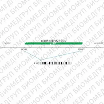 ДЛЯ КЛИЕНТОВ из США. SureFISH 4q35.2 Chr4qTel 408кб P20 GR. Теломер Chr4q, Номер копии, 20 тестов, FITC, Концентрат, Ручное использование