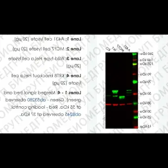 Лизат нокаутных клеток KRT8 knockout HeLa cell lysate, Abcam, ab263785, 100 мкг