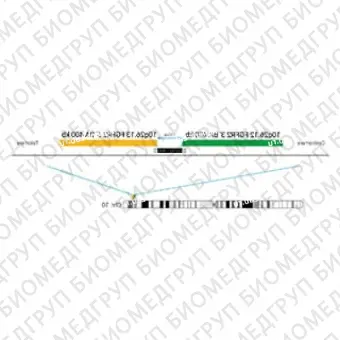 ДЛЯ КЛИЕНТОВ из США. SureFISH 10q26.12 FGFR2 3 BA 400кб P20 GR. FGRF2, Break Apart, 20 тестов, FITC, Концентрат, Ручное использование