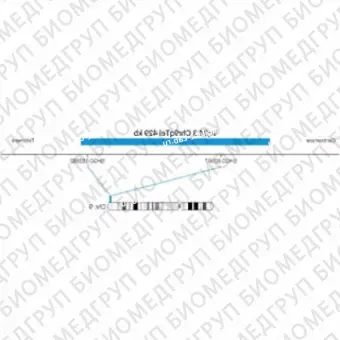 ДЛЯ КЛИЕНТОВ ЗА ПРЕДЕЛАМИ США. SureFISH 9q34.3 Chr9qTel 429kb P20 BL