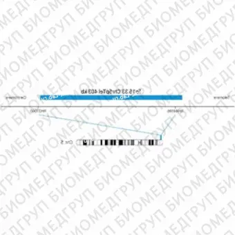 ДЛЯ КЛИЕНТОВ ЗА ПРЕДЕЛАМИ США. SureFISH 5p15.33 Chr5pTel 403kb P20 BL