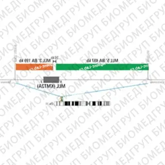 ДЛЯ КЛИЕНТОВ из США. SureFISH 11q23 MLL 5 BA 497kb P20 GR. MLL, Break Apart, 20 тестов, FITC, Концентрат, Ручное использование