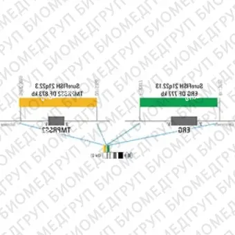 ДЛЯ КЛИЕНТОВ из США. SureFISH 21q22.13 ERG DF 777кб P5 GR. ERG, Dual Fusion, 5 тестов, FITC, концентрат, ручное использование