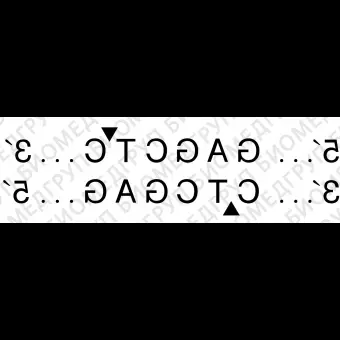 Эндонуклеаза рестрикции SacI, 20 000 ед/мл, New England Biolabs, R0156 S, 2 000 единиц