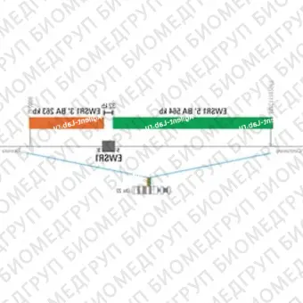 ДЛЯ КЛИЕНТОВ ЗА ПРЕДЕЛАМИ США. SureFISH 22q12.2 EWSR1 5 BA 564kb 20 GR