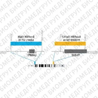 ДЛЯ КЛИЕНТОВ ЗА ПРЕДЕЛАМИ США. SureFISH 13q14.2 D13S319 154kb P20 RD