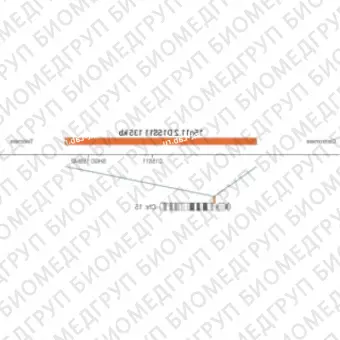 ДЛЯ КЛИЕНТОВ ЗА ПРЕДЕЛАМИ США. SureFISH 15q11.2 D15S11 135kb P20 RD