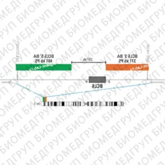 ДЛЯ КЛИЕНТОВ из США. SureFISH 3q27.3 BCL6 3146 BA 371кб P20 RD. BCL6, Break Apart, 20 тестов, Cy3, концентрат, ручное использование