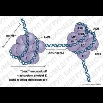 Набор DNMT3B Inhibitor Screening Assay Kit, Abcam, ab11346696, 96 тестов