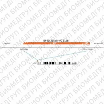 ДЛЯ КЛИЕНТОВ из США. SureFISH 11q25 Chr11qTel 398кб P20 RD. Теломер Chr11q, Номер копии, 20 тестов, Cy3, Концентрат, Ручное использование