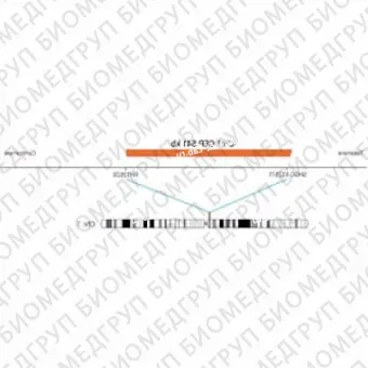 ДЛЯ КЛИЕНТОВ ЗА ПРЕДЕЛАМИ США. SureFISH Chr1 CEP 541kb P20 RD