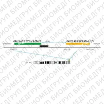 ДЛЯ КЛИЕНТОВ ЗА ПРЕДЕЛАМИ США. SureFISH 11p15.4 NUP98 3 BA 359kb P20 RD