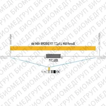 ДЛЯ КЛИЕНТОВ ЗА ПРЕДЕЛАМИ США. SureFISH 21q22.13 DSCR8 494kb P20 RD