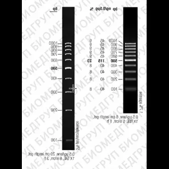Маркер длин ДНК GeneRuler 100 bp, 10 фрагментов от 100 до 1000 п.н., готовый к применению, 0,5 мкг/мкл, Thermo FS, SM0243, 50 мкг