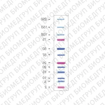 Маркеры белковые молекулярного веса, предокрашенные, Dual Xtra, 2250 кДа, 12 полос, BioRad, 1610397, 5x500 мкл