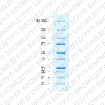 Маркеры белковые молекулярного веса, предокрашенные, 10250 кДа, 10 полос, BioRad, 1610393, 5х500 мкл