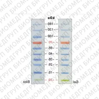 Маркер молекулярного веса белков, 10180 кДа, предокрашенный, Servicebio, Китай, G26616250UL, 250 мкл