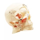 DM03 анатомически точная модель черепа с отображением мускулов и нервов для демонстрации