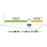 ДЛЯ КЛИЕНТОВ из США. SureFISH 2q36.1 PAX3 5' BA 285Кб P20 RD. PAX3, Break Apart, 20 тестов, Cy3, концентрат, ручное использование