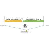 ДЛЯ КЛИЕНТОВ из США. SureFISH 19q13.32 BCL3 3' BA 451kb 20 ГР. BCL3, Break Apart, 20 тестов, FITC, Концентрат, Ручное использование