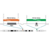 ДЛЯ КЛИЕНТОВ ЗА ПРЕДЕЛАМИ США. SureFISH 1q23.3 PBX1 DF 603kb P20 RD